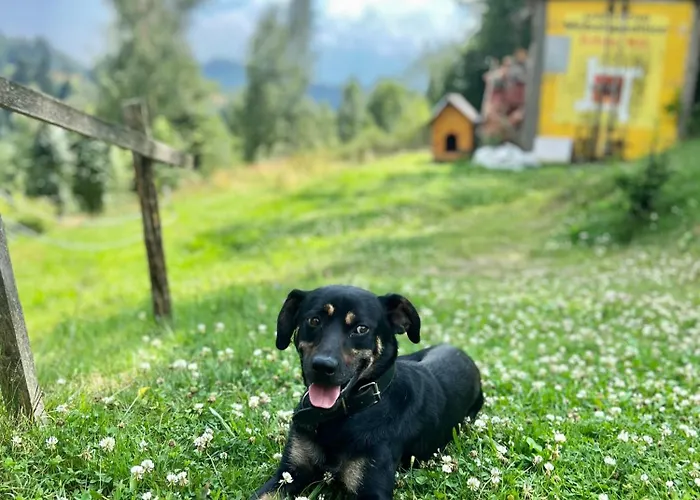 Apartment Guziczek2 *